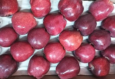 Himalayan Apples